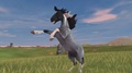 dtd & mts mustangs