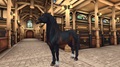 dtd & mts percherons