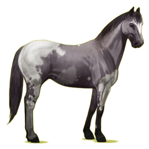 Pegaz wierzchowy Pinto Ciemnogniada Overo