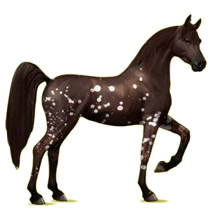 Koń wierzchowy Koń czystej krwi arabskiej Ciemnogniada