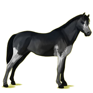 Kuc Walijski kuc górski Kara