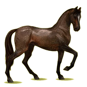 Koń wierzchowy Koń achał-tekiński Kasztanowatodereszowata