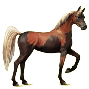 Koń wierzchowy Koń czystej krwi arabskiej Gniada