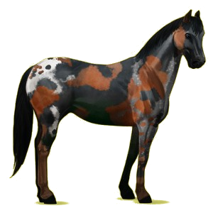 Koń wierzchowy Pinto Izabelowata Overo