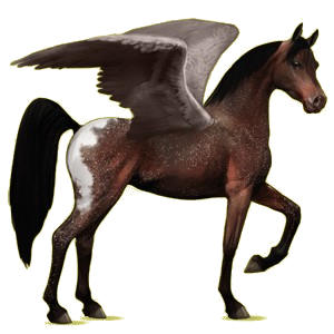 Pegaz wierzchowy Koń czystej krwi arabskiej Siwa w hreczce