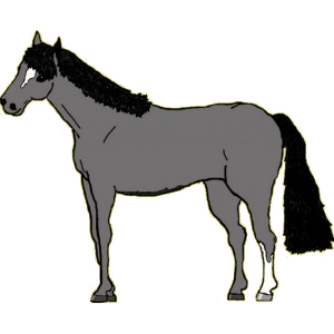 Koń wierzchowy Koń hanowerski Kasztanowatodereszowata