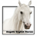 angelic english horses