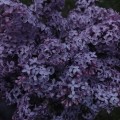 lilac blossom
