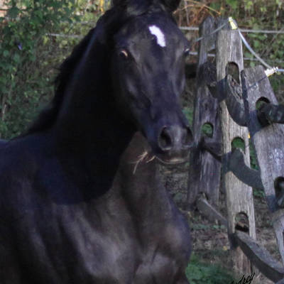 Hu Jazmin at Hughes Arabians, October 2025.