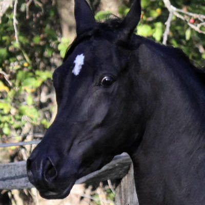 Hu Jazmin at Hughes Arabians, October 2025.