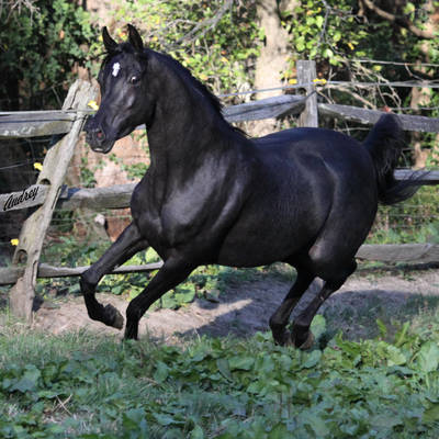 Hu Jazmin at Hughes Arabians, October 2025.