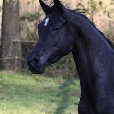 Hu Jazmin at Hughes Arabians, October 2025.