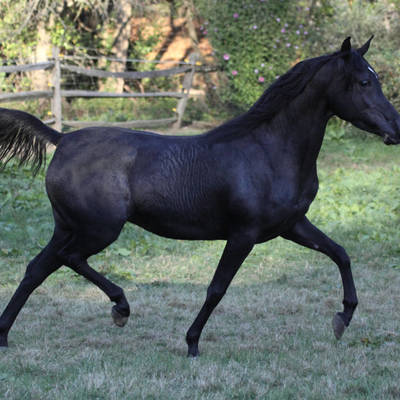 Hu Jazmin at Hughes Arabians, October 2025.