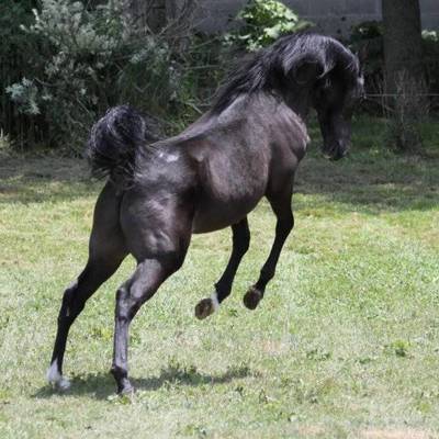 Hu El Shaimaan at Hughes Arabians