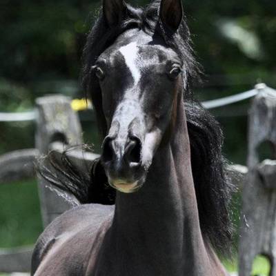 Hu El Shaimaan at Hughes Arabians