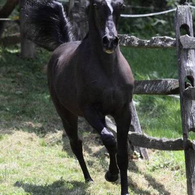 Hu El Shaimaan at Hughes Arabians