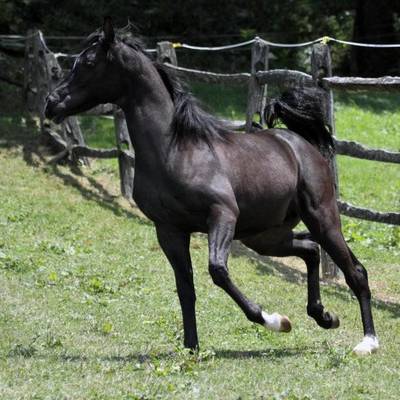 Hu El Shaimaan at Hughes Arabians