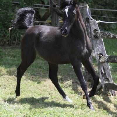 Hu El Shaimaan at Hughes Arabians