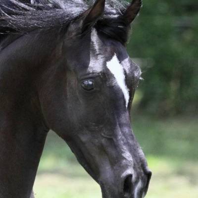Hu El Shaimaan at Hughes Arabians