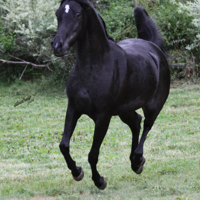 HU JAZMIN