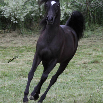 Hu Shailimma 2026 at Hughes Arabians