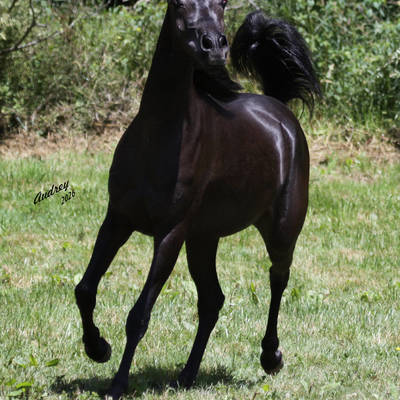 HU EL SHAITALA