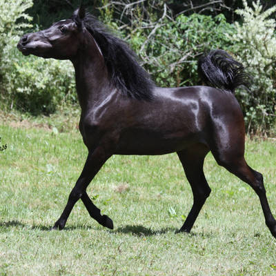 HU EL SHAITALA
