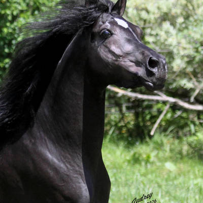HU SAIFF