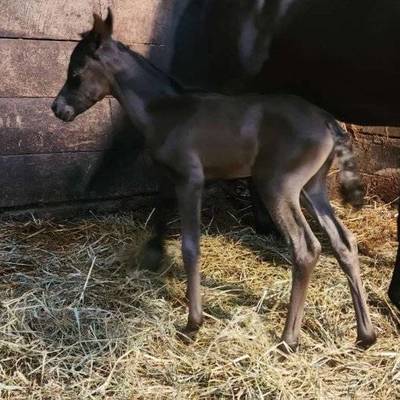 Shafarah's 2026 Filly