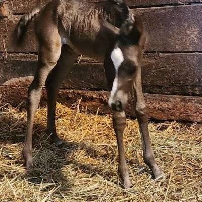 Shafarah's 2026 Filly