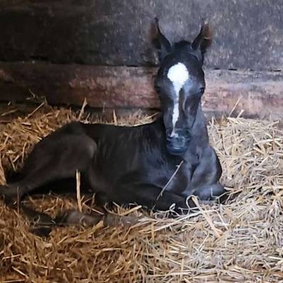 Shafarah's 2026 Filly