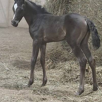 Shafarah's 2026 Filly
