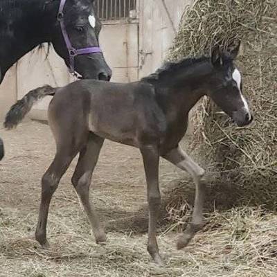 Shafarah's 2026 Filly