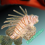 Pixel's Fish by PixelPolisher