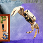 FLSuncoast.com by PixelPolisher