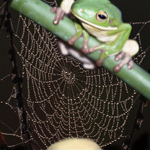 The mind is a web of ideas! by PixelPolisher