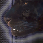 Tiger in the night by PixelPolisher