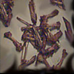 Western Heritage by canopenner