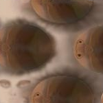 infestation by nauti1us