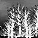 B&W trees.. trying to get away from that abstract stuff below =) by ize