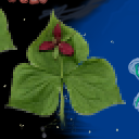 Red Trillium in Space by solthar