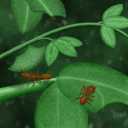 Leafcutter Ants by Elixir