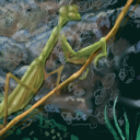 Preying Mantis by PixelFish
