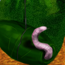 worm by Freeek