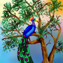 Peacock by NetCritter