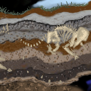 cross section by xris