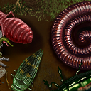 bug collection by raganaga