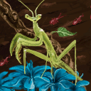 mantis by dimeboy