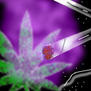 "purple haze all in my mind" by RawBone