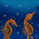 Seahorses pulling something. by gecko